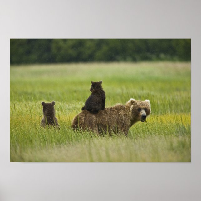 USA, Alaska, Lake Clark nationalpark Poster (Framsidan)