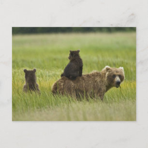 USA, Alaska, Lake Clark nationalpark Vykort