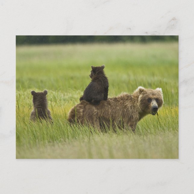 USA, Alaska, Lake Clark nationalpark Vykort (Framsida)