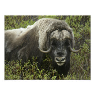 USA, Alaska, Nome. Närbild av myskoxe Fototryck