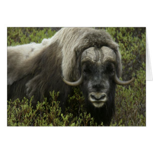 USA, Alaska, Nome. Närbild av myskoxe Hälsningskort