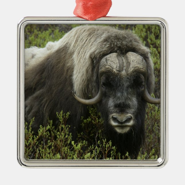 USA, Alaska, Nome. Närbild av myskoxe Julgransprydnad Metall (Framsidan)