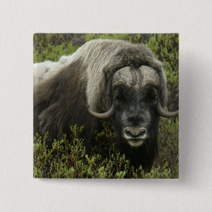 USA, Alaska, Nome. Närbild av myskoxe Knapp