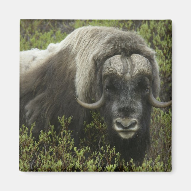 USA, Alaska, Nome. Närbild av myskoxe Magnet (Framsidan)