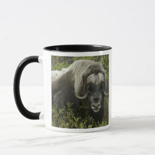 USA, Alaska, Nome. Närbild av myskoxe Mugg