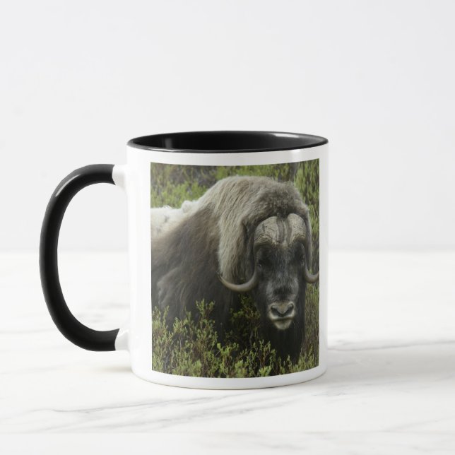 USA, Alaska, Nome. Närbild av myskoxe Mugg (Vänster)