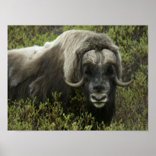 USA, Alaska, Nome. Närbild av myskoxe Poster