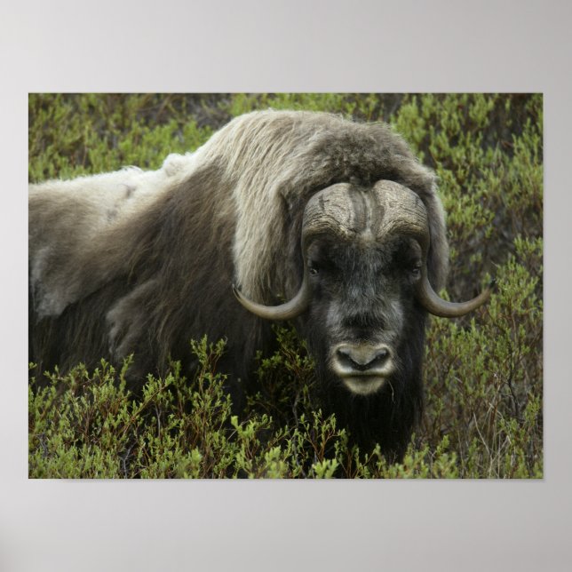 USA, Alaska, Nome. Närbild av myskoxe Poster (Framsidan)