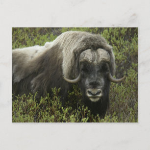 USA, Alaska, Nome. Närbild av myskoxe Vykort
