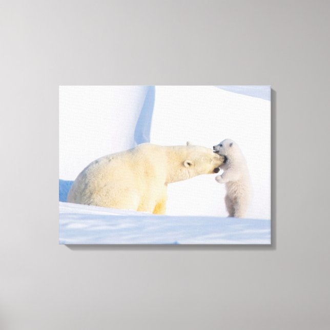 USA, Alaska, North Slope | Isbjörnar Canvastryck (Framsida)