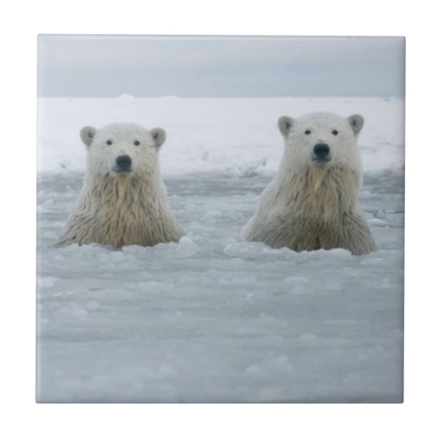 USA, Alaska, North Slope, Isbjörnar Kakelplatta (Framsidan)