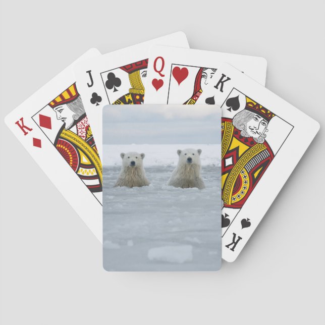 USA, Alaska, North Slope, Isbjörnar Kortlek (Baksidan)
