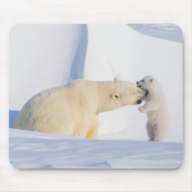 USA, Alaska, North Slope | Isbjörnar Musmatta (Framsidan)