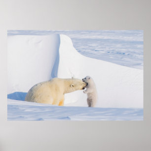 USA, Alaska, North Slope Isbjörnar Poster