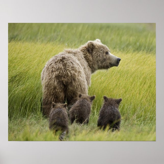 USA, Alaska, Sjö Clark National Park. Grizzly Poster (Framsidan)