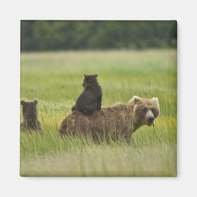 USA, Alaska, Sjö Clark National Park Magnet (Framsidan)