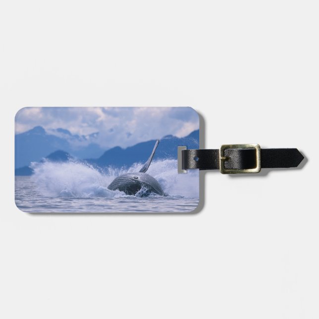 USA, Alaska, Tongass National Forest, Humpback Bagagebricka (Horisontell Framsida)