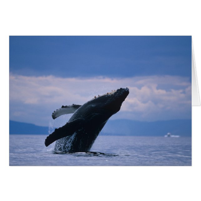 USA, Alaska, Tongass National Forest, Humpback Hälsningskort (Framsidan Horizontal)