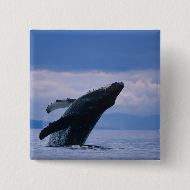 USA, Alaska, Tongass National Forest, Humpback Knapp (Framsida)