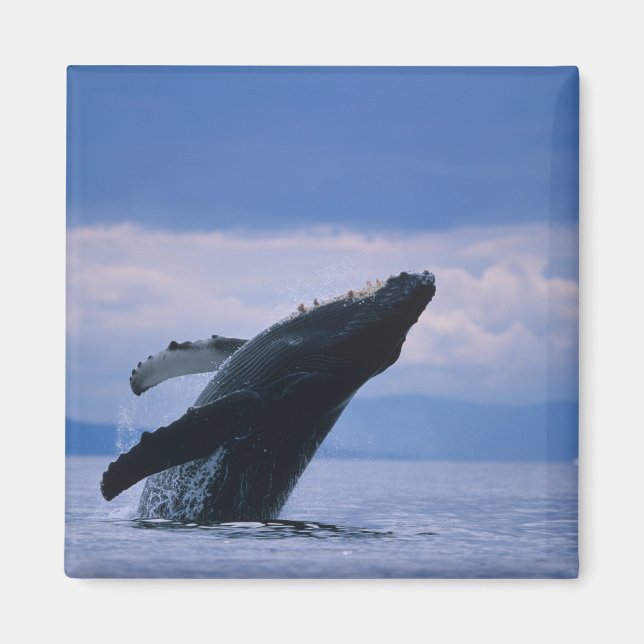 USA, Alaska, Tongass National Forest, Humpback Magnet (Framsidan)