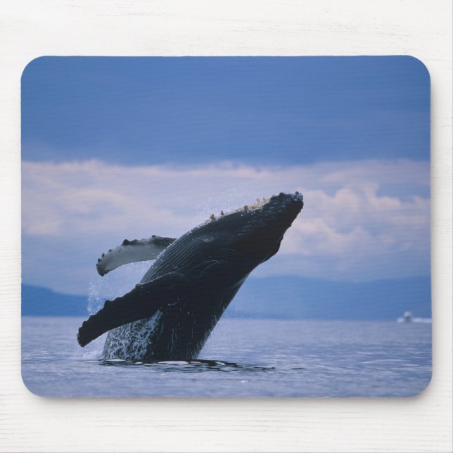 USA, Alaska, Tongass National Forest, Humpback Musmatta (Framsidan)
