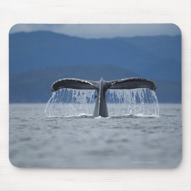 USA, Alaska, Tongass National Forest, Humpback Musmatta (Framsidan)