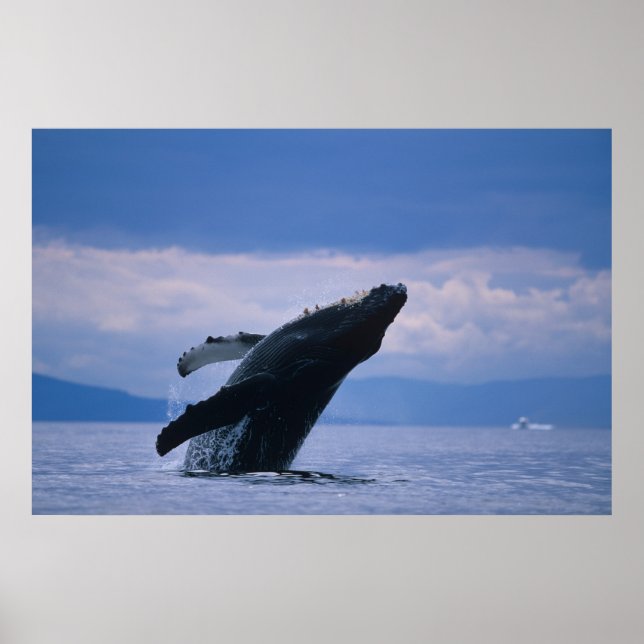 USA, Alaska, Tongass National Forest, Humpback Poster (Framsidan)