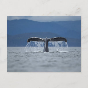 USA, Alaska, Tongass National Forest, Humpback Vykort