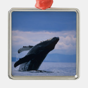USA, Alaska, Tongass National Forest, puckelrygg Julgransprydnad Metall