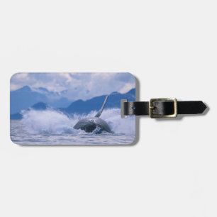 USA, Alaska, Tongass National Forest, puckelryggva Bagagebricka