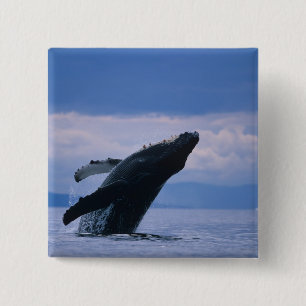 USA, Alaska, Tongass National Forest, puckelryggva Knapp