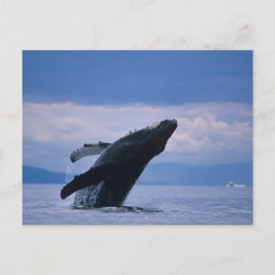 USA, Alaska, Tongass National Forest, puckelryggva Vykort