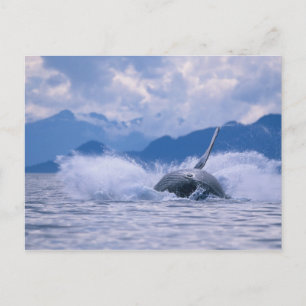 USA, Alaska, Tongass National Forest, puckelryggva Vykort