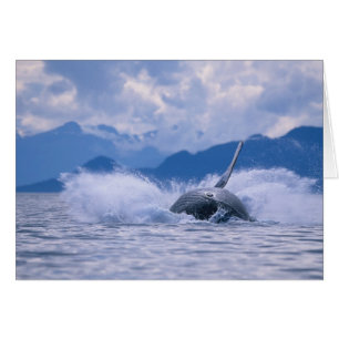 USA, Alaska, Tongass National Forest, puckelval Hälsningskort