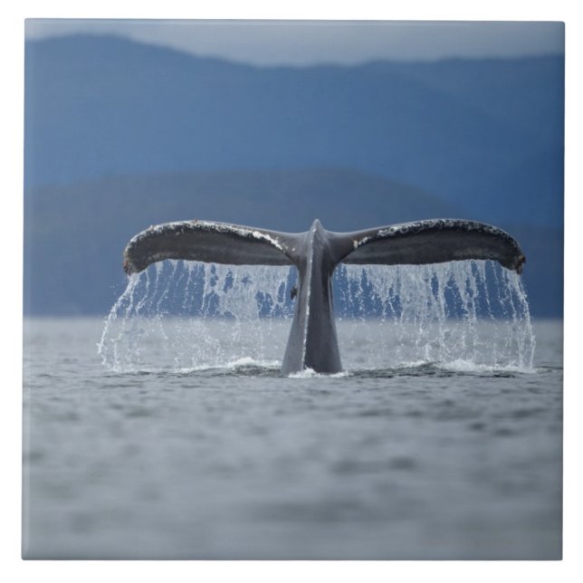 USA Alaska, Tongass nationalskog, puckelrygg Kakelplatta (Framsidan)