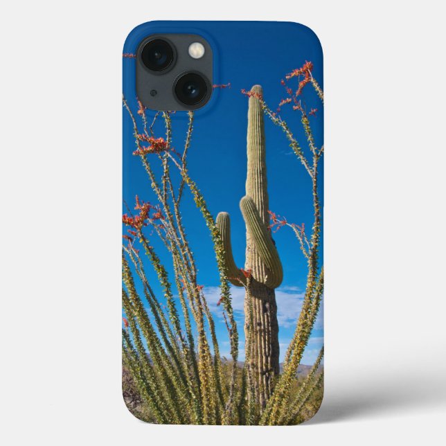 USA, Arizona. Cactus in Saguaro nationalpark (Baksida)