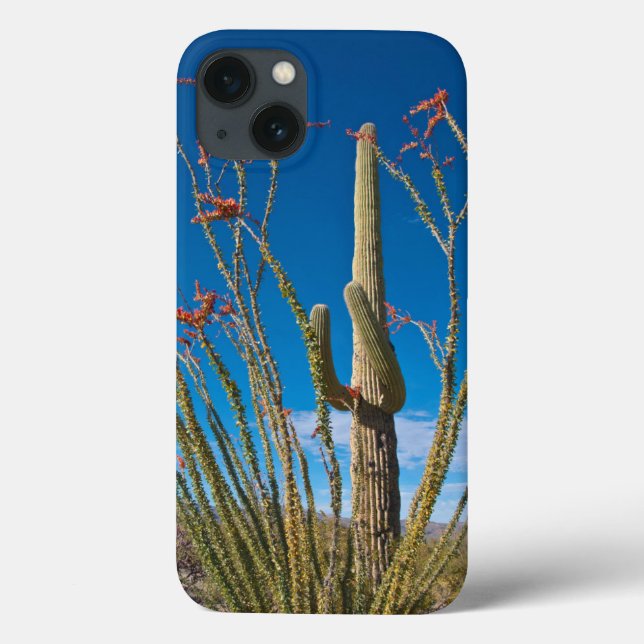 USA, Arizona. Cactus in Saguaro nationalpark (Baksida)