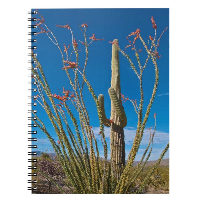 USA, Arizona. Cactus in Saguaro nationalpark Anteckningsbok (Framsidan)
