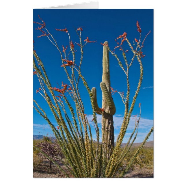USA, Arizona. Cactus in Saguaro nationalpark Hälsningskort (Framsidan)