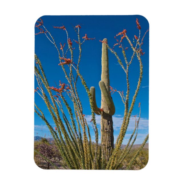 USA, Arizona. Cactus in Saguaro nationalpark Magnet (Vertikal)