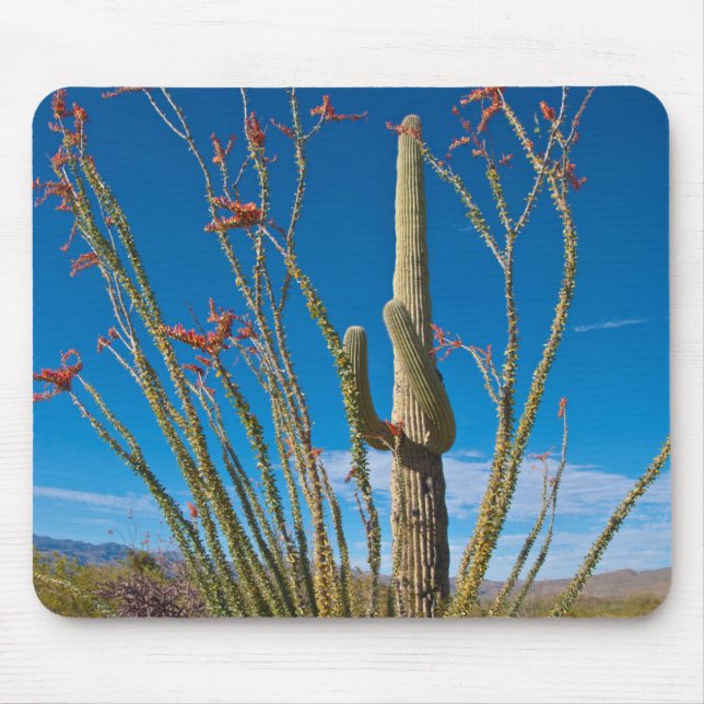 USA, Arizona. Cactus in Saguaro nationalpark Musmatta (Framsidan)
