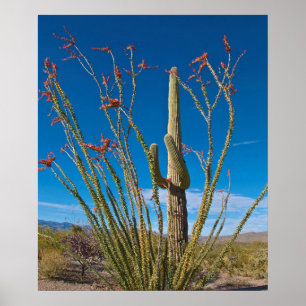 USA, Arizona. Cactus in Saguaro nationalpark Poster