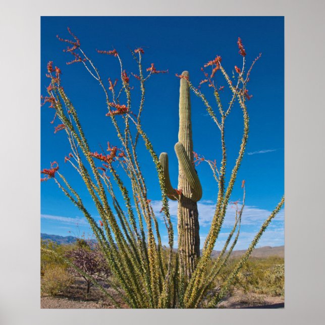 USA, Arizona. Cactus in Saguaro nationalpark Poster (Framsidan)