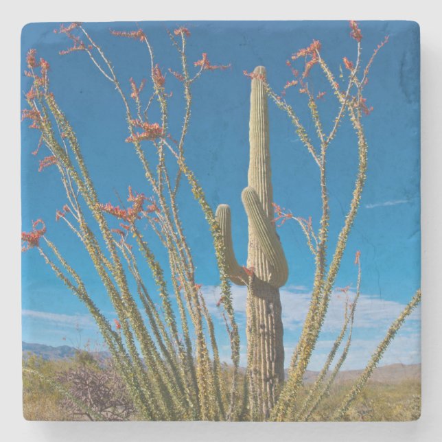 USA, Arizona. Cactus in Saguaro nationalpark Underlägg Sten (Framsidan)