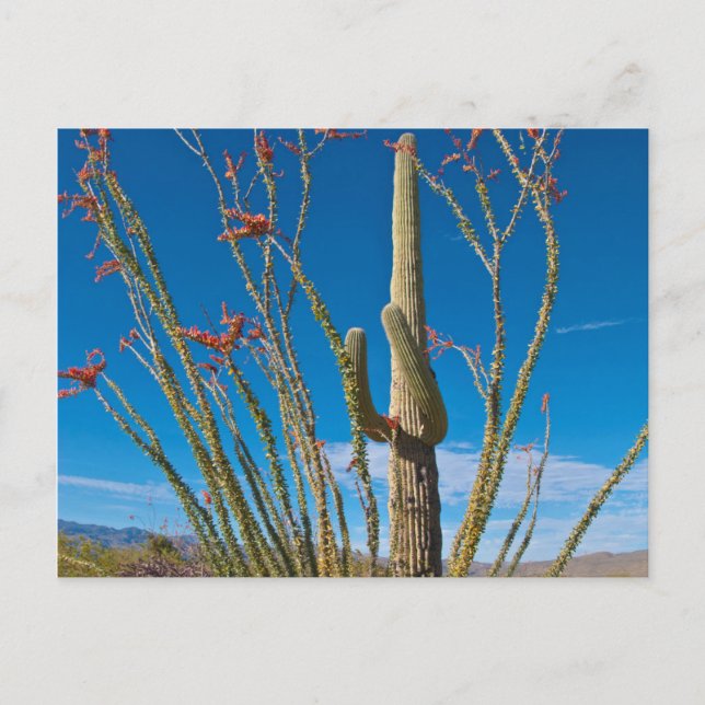 USA, Arizona. Cactus in Saguaro nationalpark Vykort (Framsida)