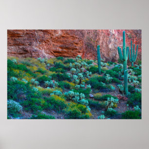 USA, Arizona. Desert-Flora Poster