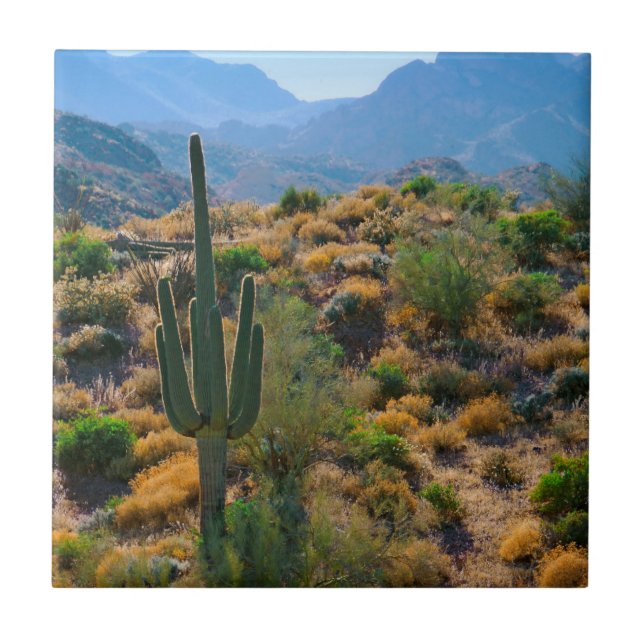 USA, Arizona. Desert View Kakelplatta (Framsidan)