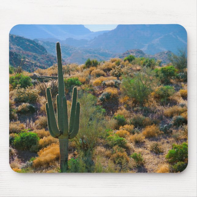 USA, Arizona. Desert View Musmatta (Framsidan)