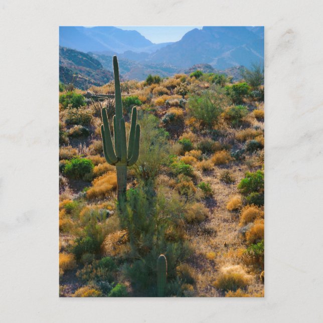 USA, Arizona. Desert View Vykort (Framsida)