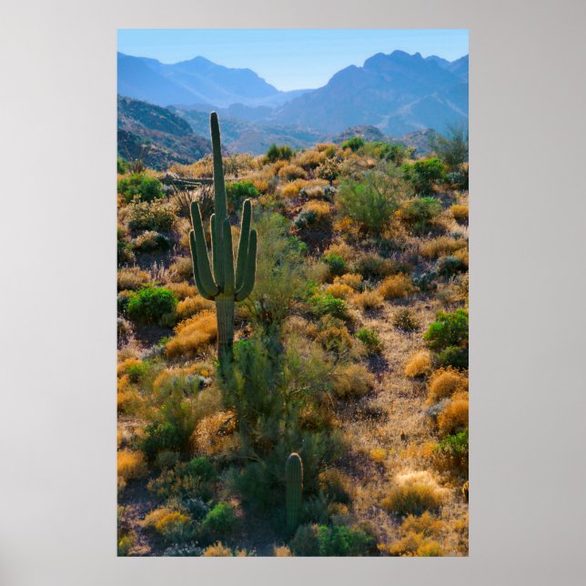 USA, Arizona. Desert-vy Poster (Framsidan)